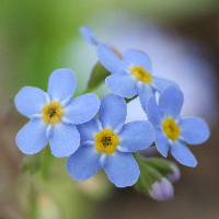 Svein Sigurd Gismarvik