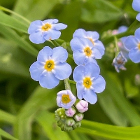 Marit Synnøve Skogland